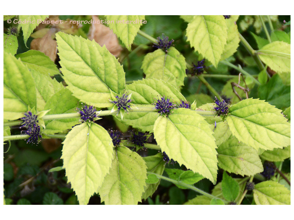 VERONICASTRUM VILLOSULUM