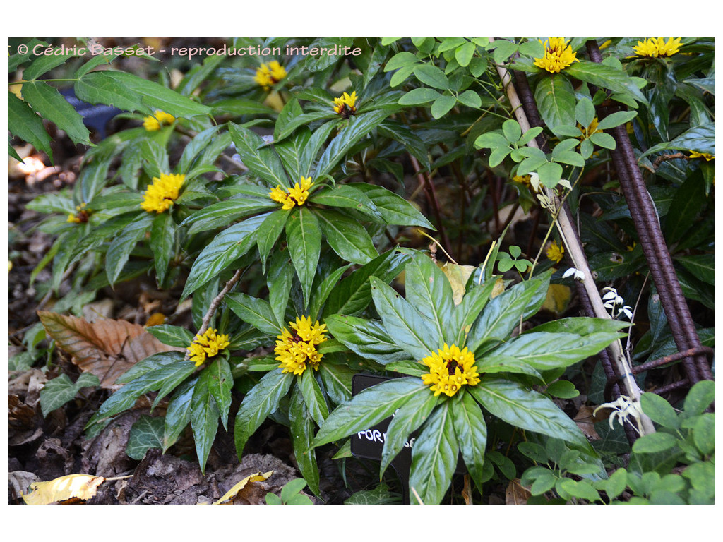 LYSIMACHIA PARIDIFORMIS var.STENOPHYLLA