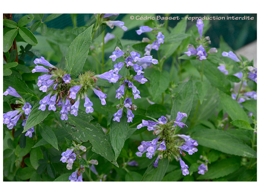 NEPETA SUBSESSILIS JP6869