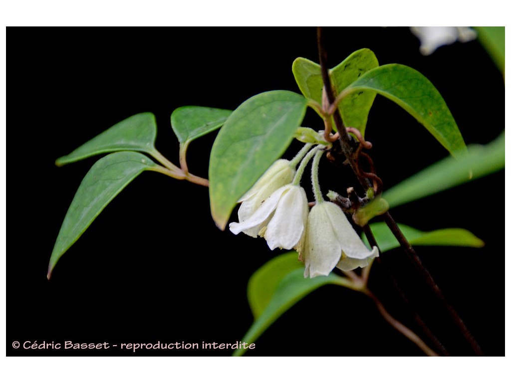 CLEMATIS FASCICULIFLORA (forme argentée)