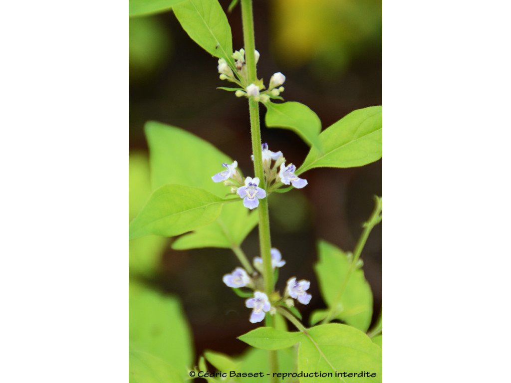 VITEX NEGUNDO var.CANNABIFOLIA W/O-1075