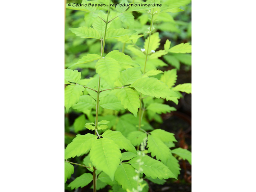 VITEX sp.Chine W/O-1075