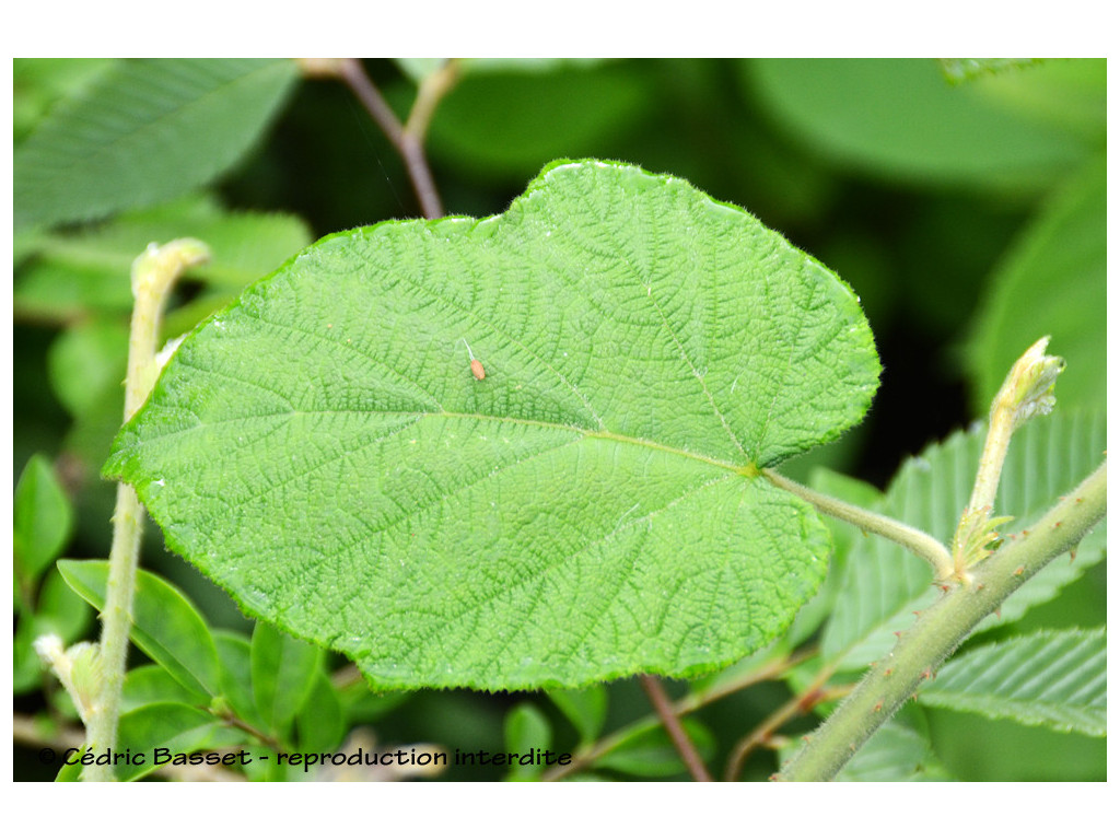 RUBUS PANICULATUS