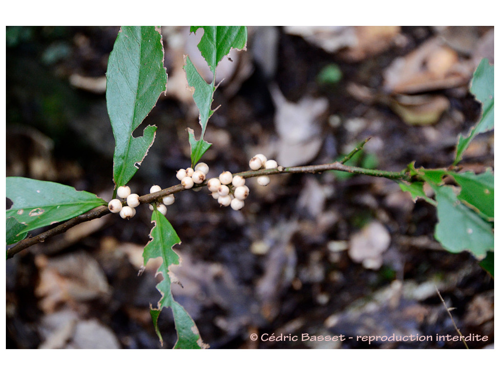 MAESA JAPONICA