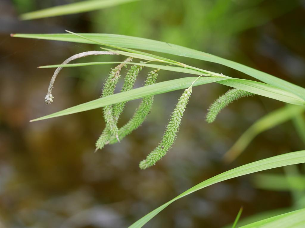 CAREX SHIMIDZENSIS