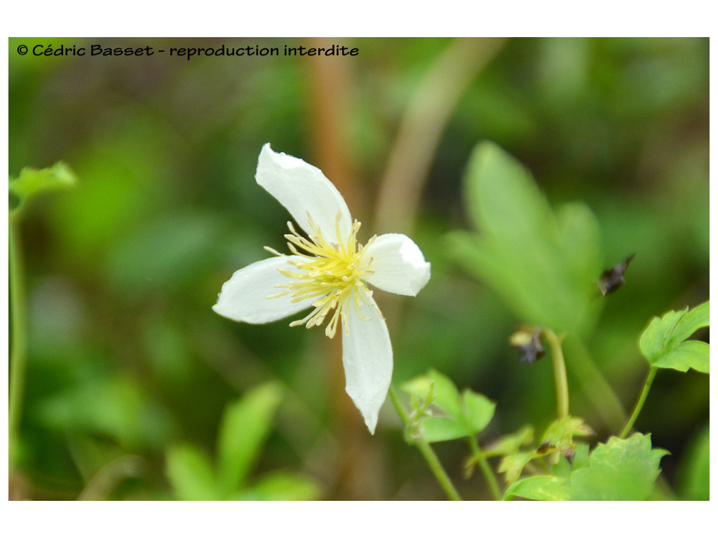 CLEMATIS TANGUTICA 'ANITA'