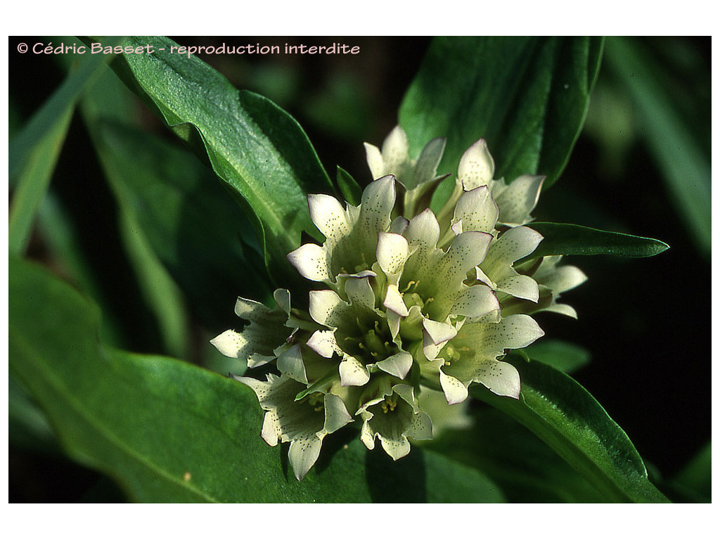 GENTIANA TIBETICA