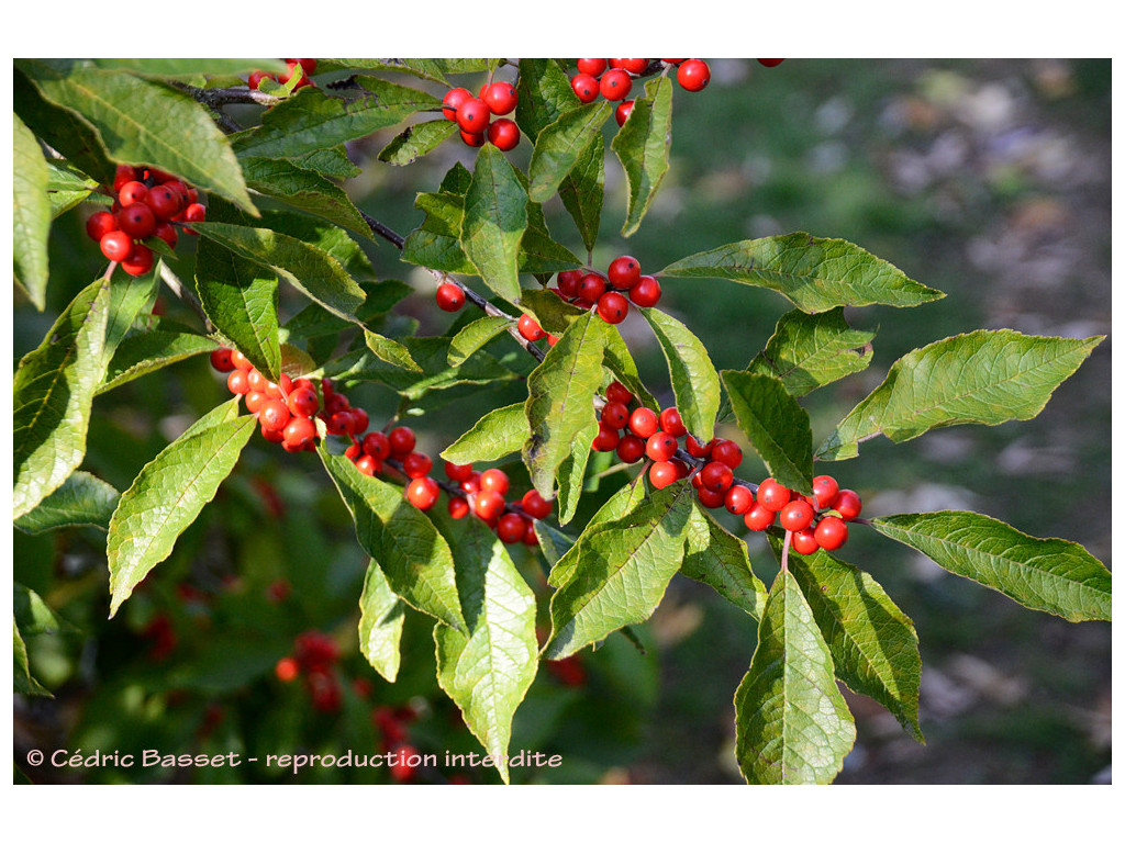 ILEX VERTICILLATA