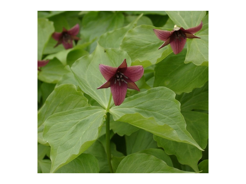 TRILLIUM ERECTUM