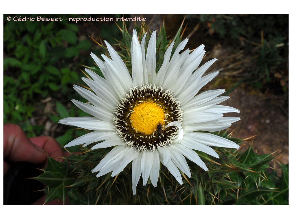 BERKHEYA CIRSIIFOLIA