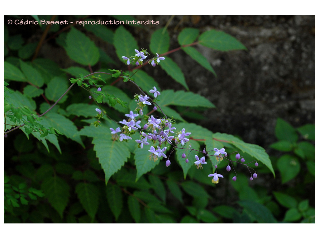 THALICTRUM DELAVAYI W/O-0104