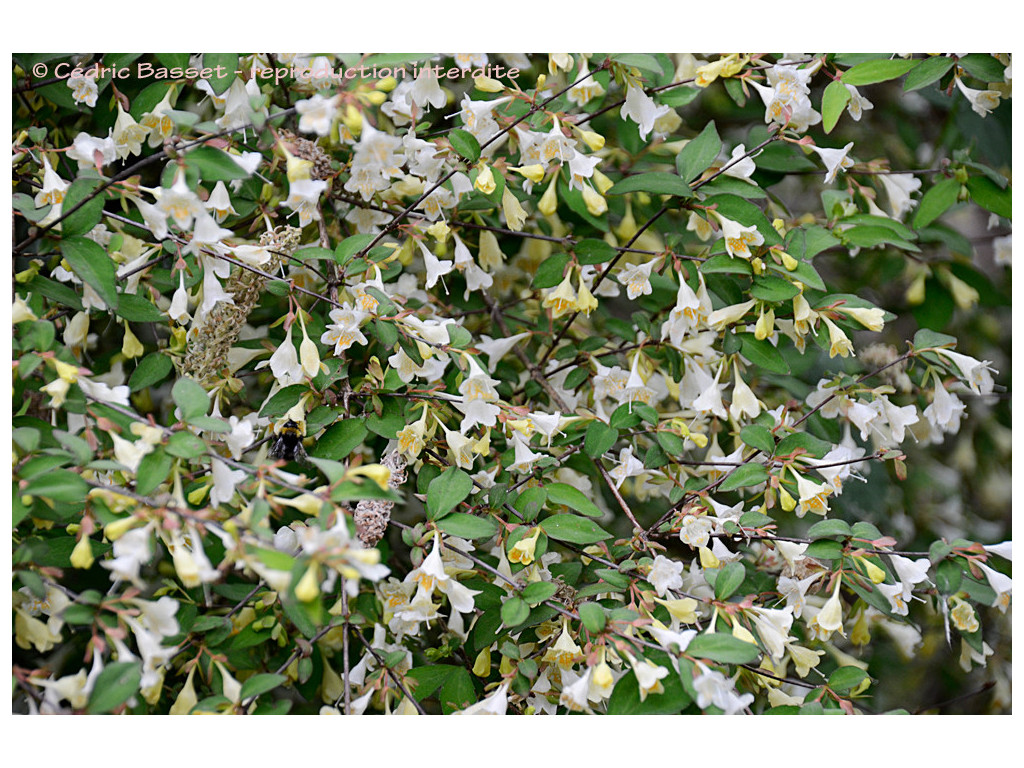 ABELIA SERRATA CBJP944