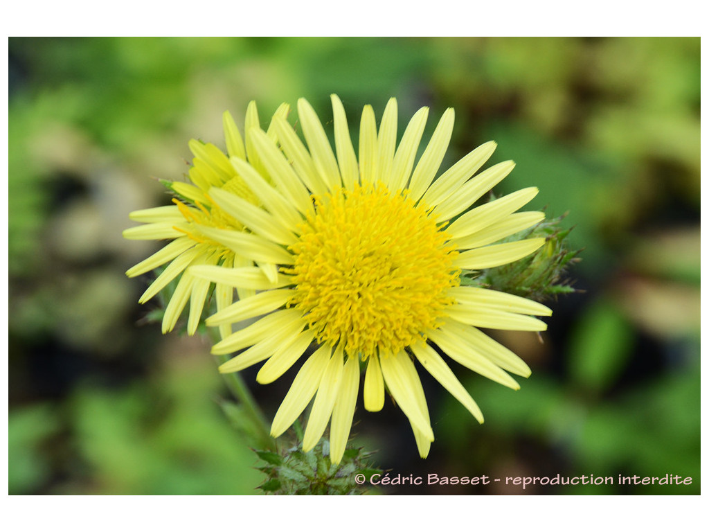 BERKHEYA RHAPONTICA LS6785