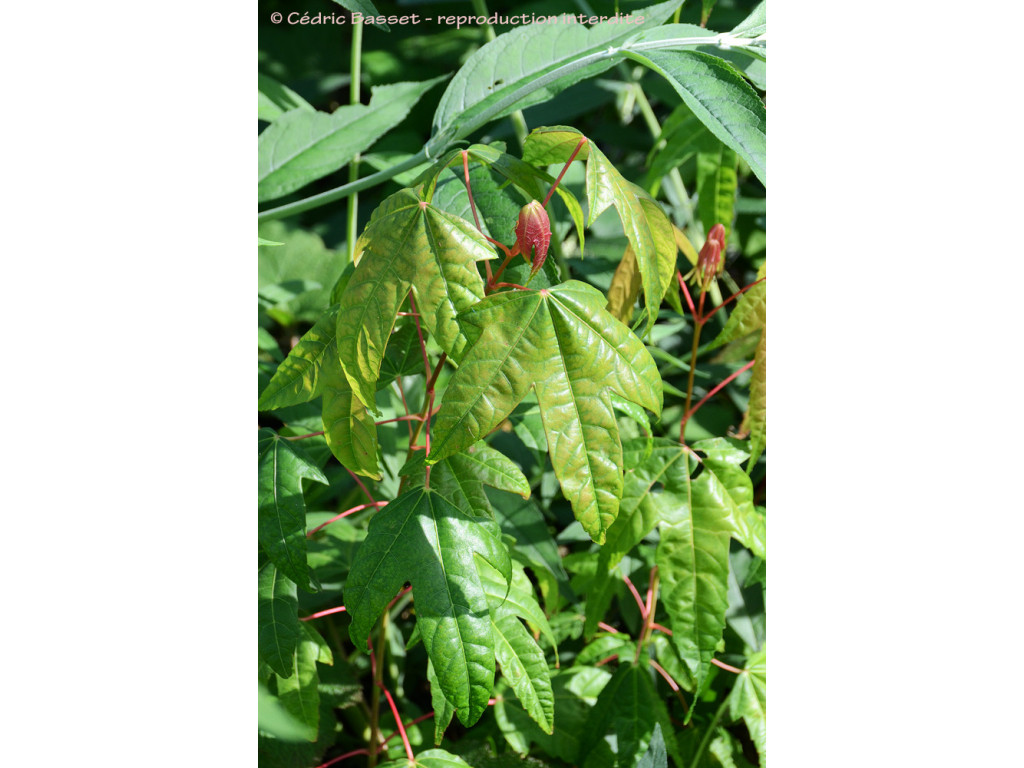 ACER CAMPBELLII var.WILSONII