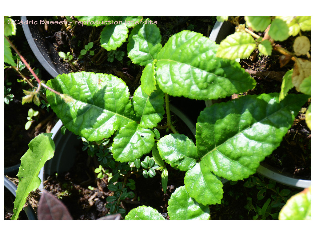 RUBUS sp. Chine CHB+MV15CH35