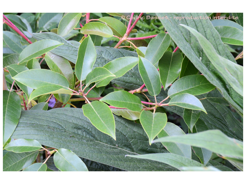 RHODOLEIA sp. Vietnam