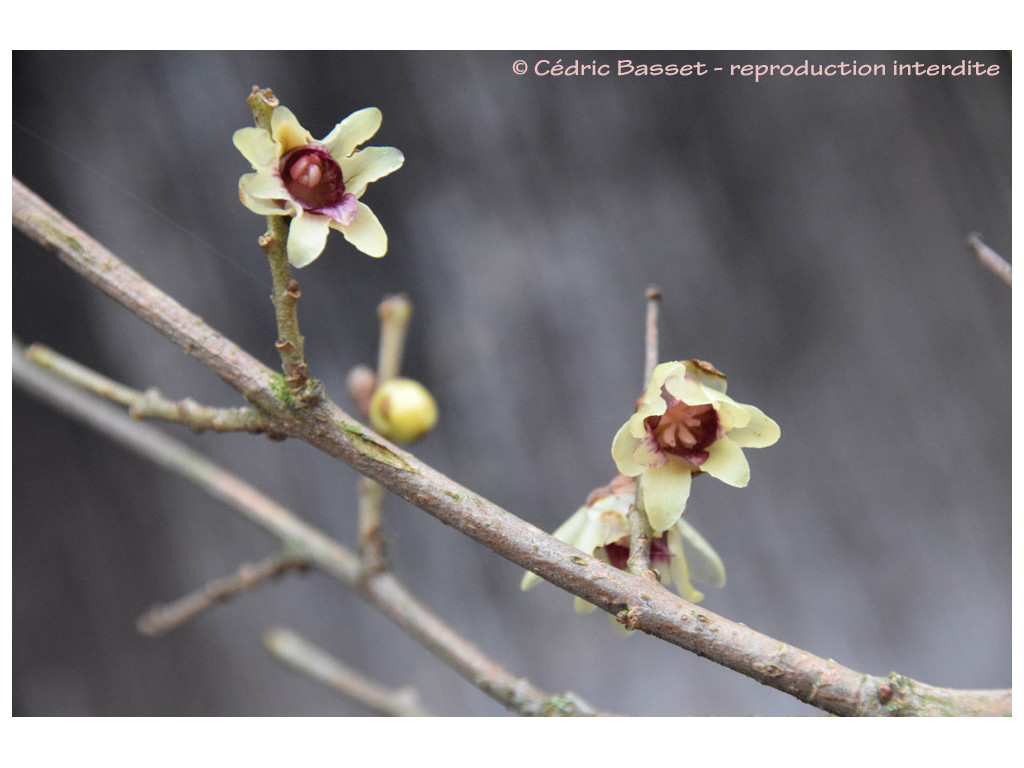 CHIMONANTHUS YUNNANENSIS