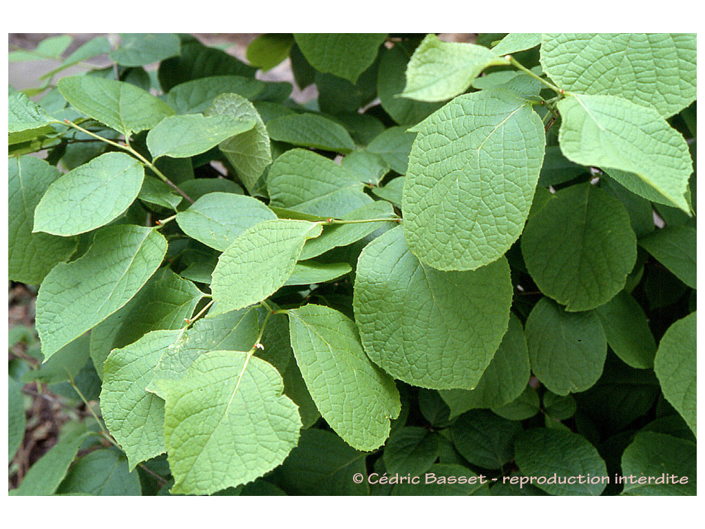 STYRAX HEMSLEYANUS