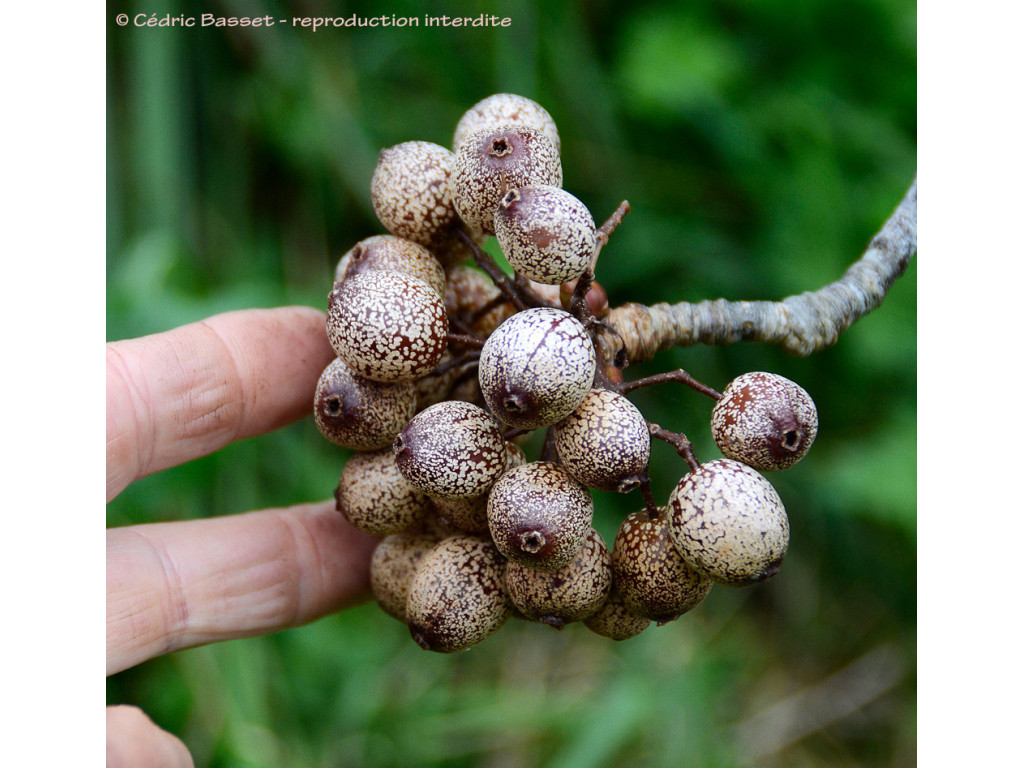 SORBUS MEGALOCARPA