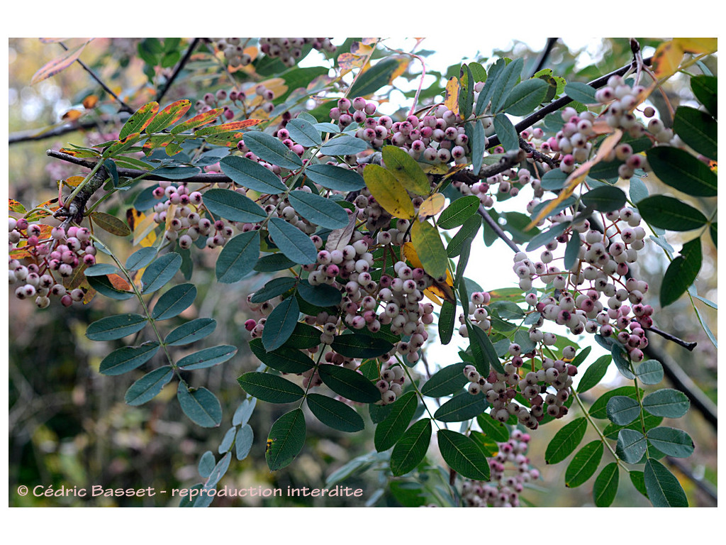 SORBUS GLABRESCENS