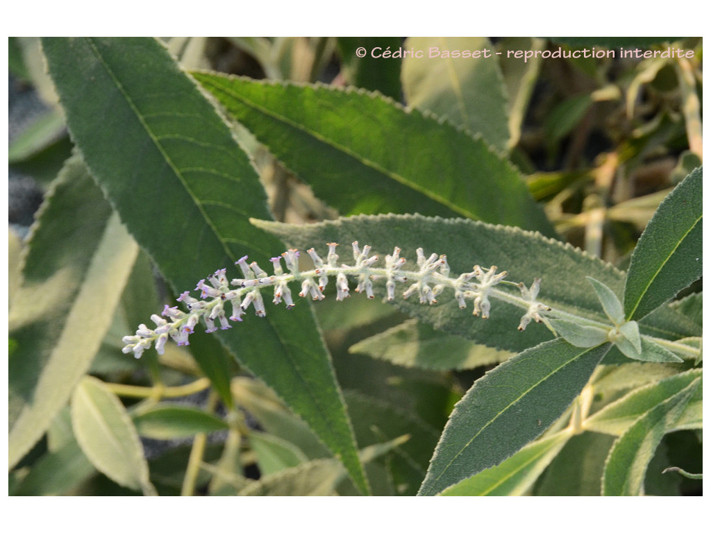 BUDDLEJA aff.CANDIDA (Myanmar)