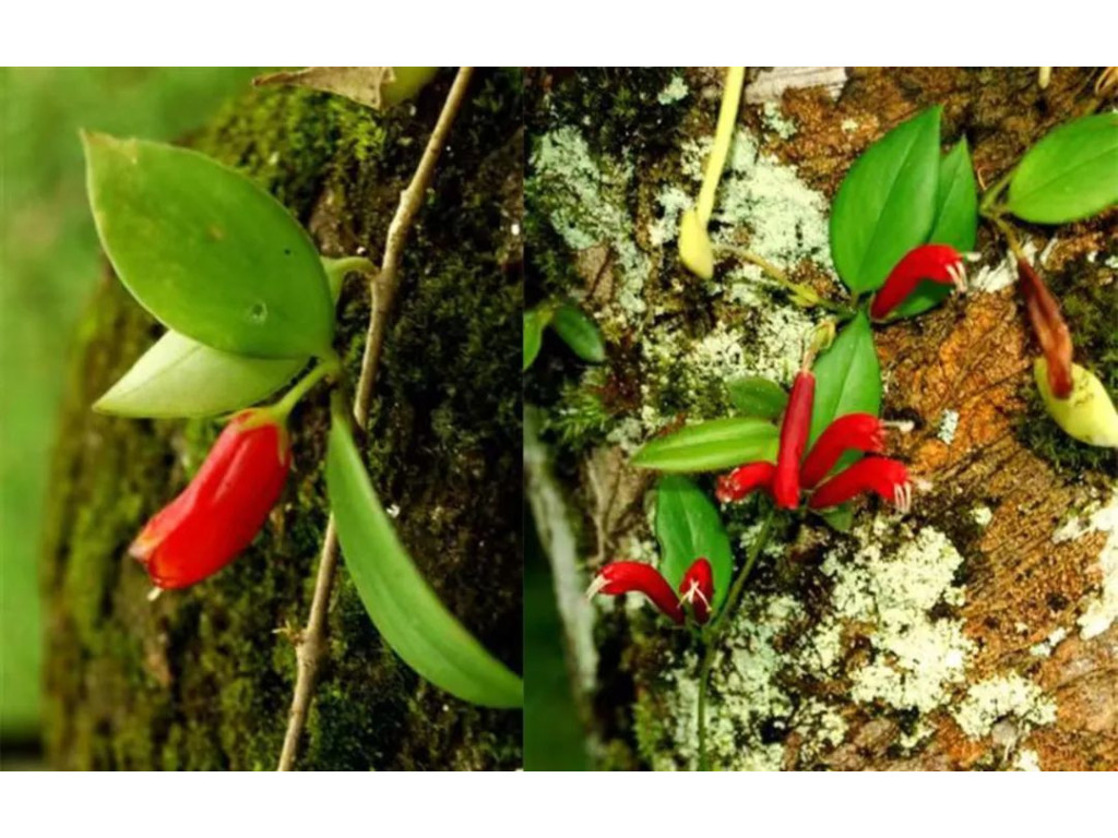 AESCHYNANTHUS AUSTROYUNNANENSIS