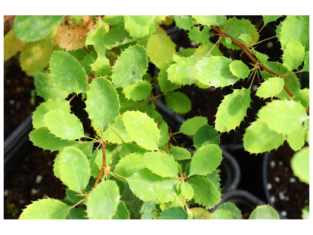 BERBERIS SPHAEROCARPA KG2382 BERBERIS SPHAEROCARPA KG2382