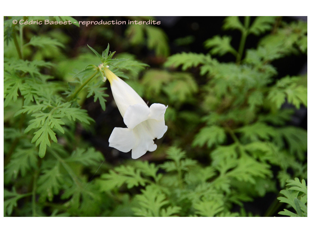 INCARVILLEA SINENSIS