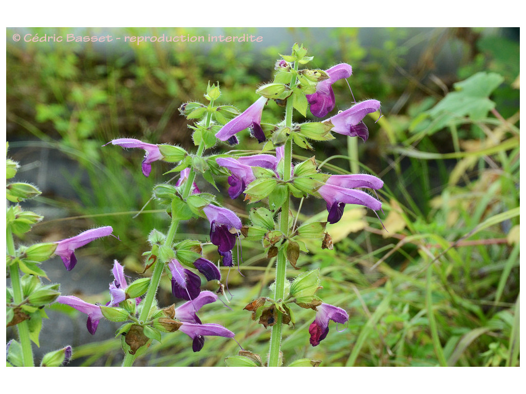 SALVIA GLABRESCENS 'AUTUMN EQUINOX'