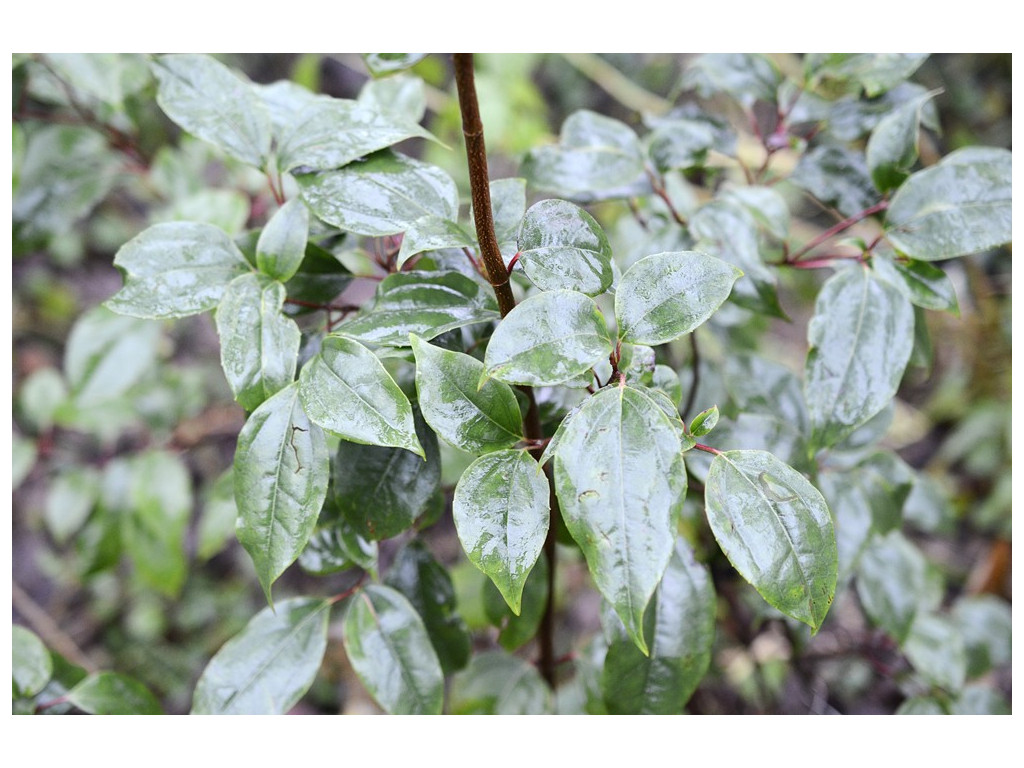 VIBURNUM PROPINQUUM