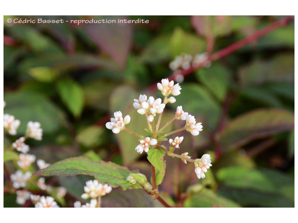 POLYGONUM CHINENSE CMBTW1733