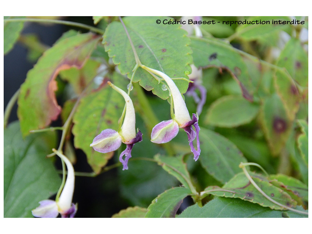 IMPATIENS TARONENSIS