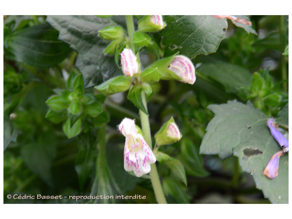 SALVIA GLABRESCENS 'AKIGIRI'