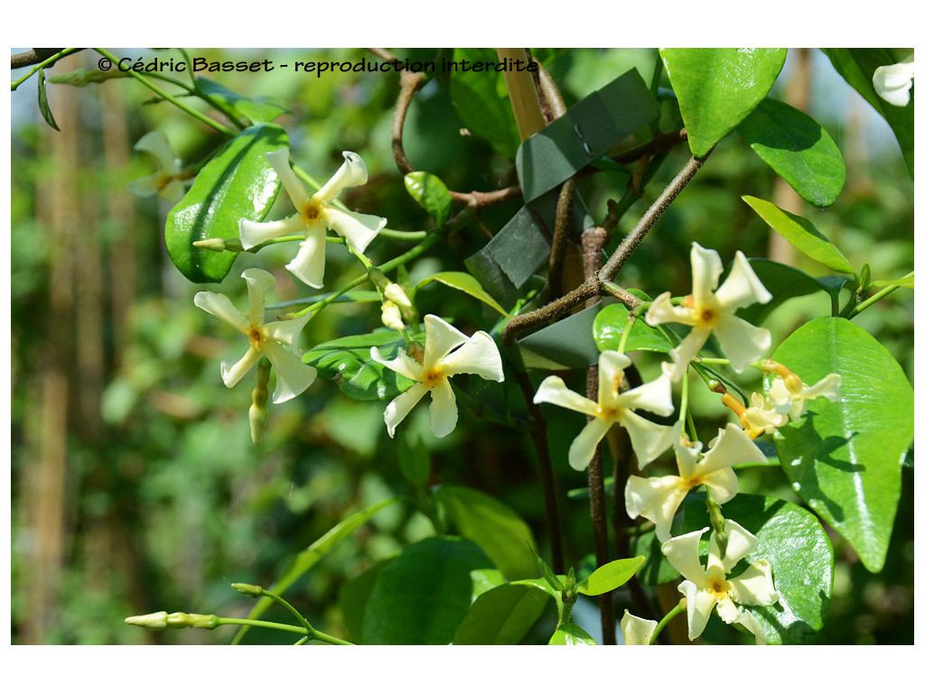 TRACHELOSPERMUM JASMINOIDES 'STAR OF TOSCANE'