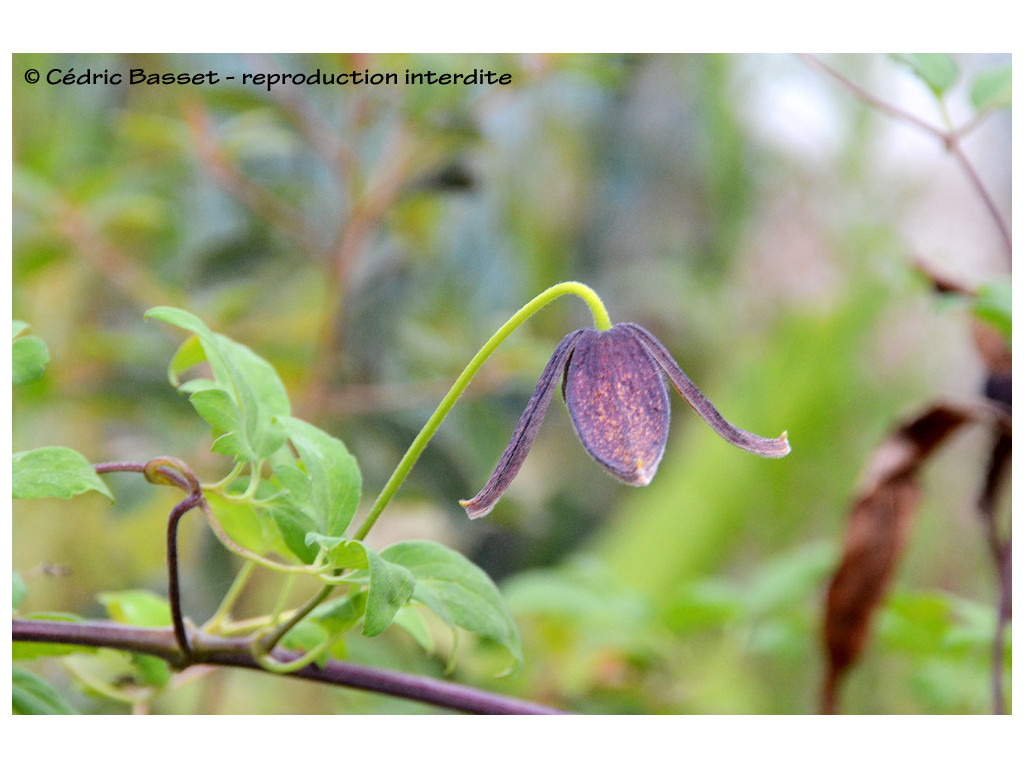 CLEMATIS TIBETANA 'LORCAN O'BRIEN' CLEMATIS TIBETANA 'LORCAN O'BRIEN'