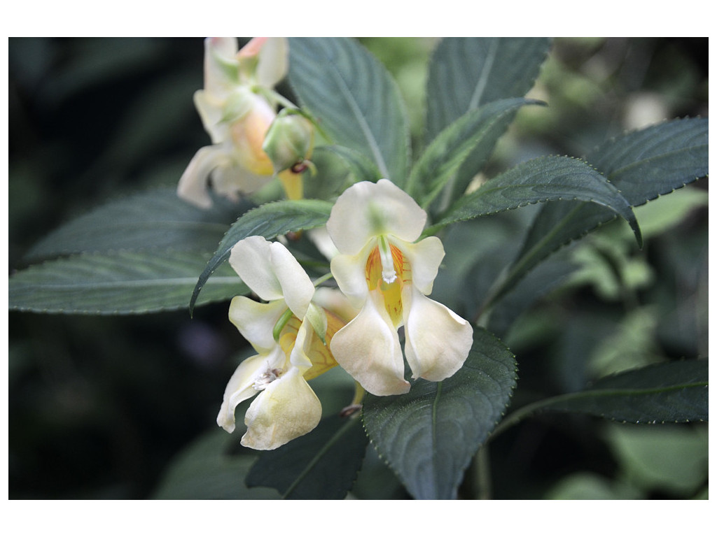 IMPATIENS MENGTZIANA