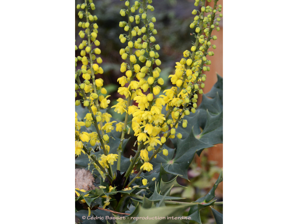 MAHONIA NAPAULENSIS MAHONIA NAPAULENSIS