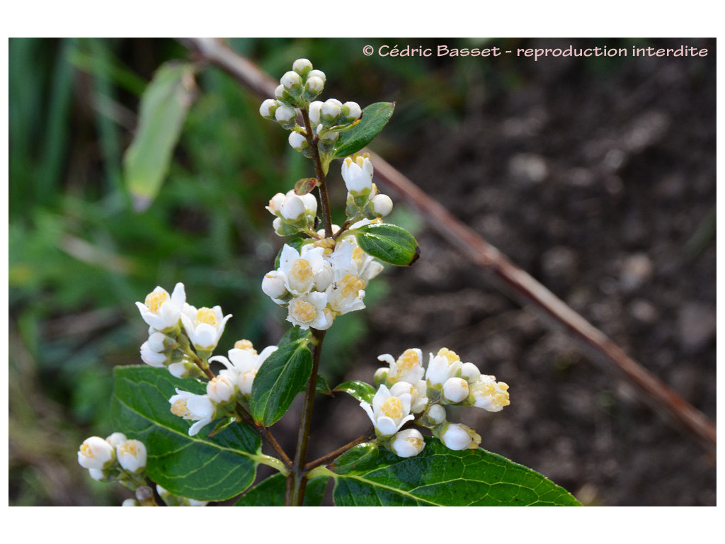 DEUTZIA PANICULATA BSWJ8592