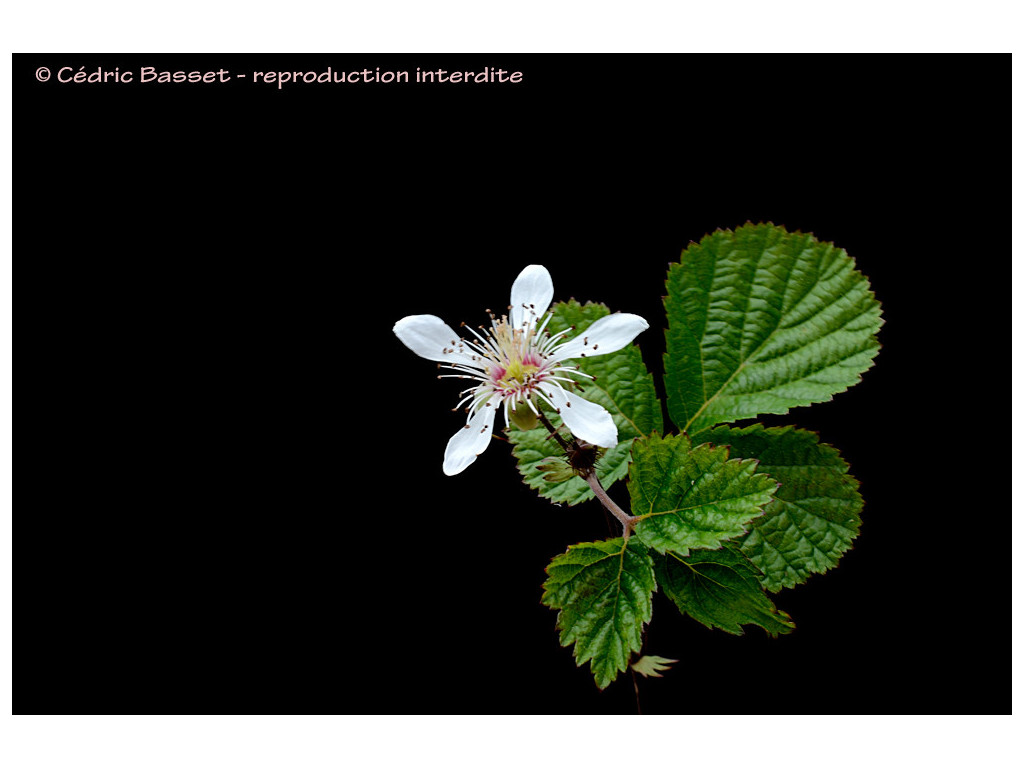 RUBUS RUBRISETULOSUS CBCH182