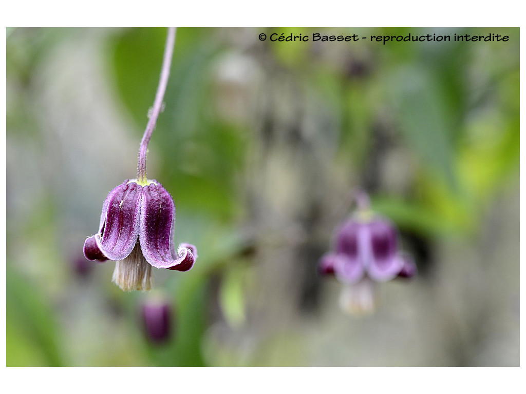 CLEMATIS DASYANDRA CBCH181