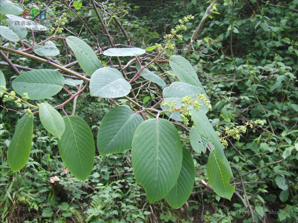 BERCHEMIA FLAVESCENS BERCHEMIA FLAVESCENS