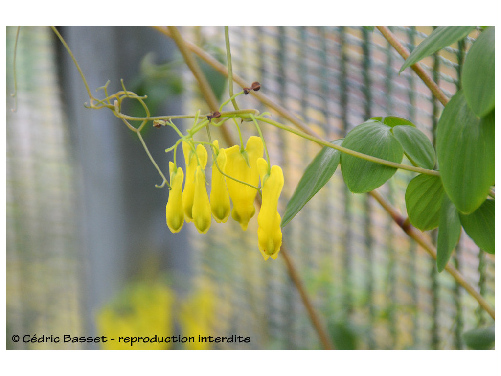 DACTYLOCAPNOS SCANDENS