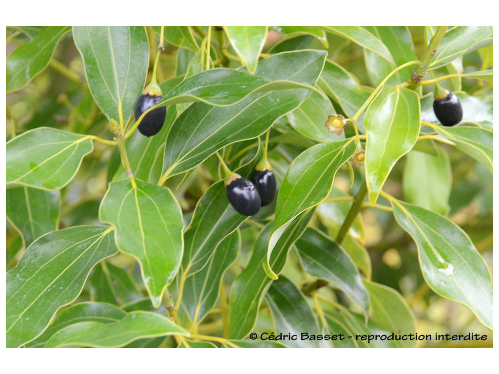 CINNAMOMUM WILSONII