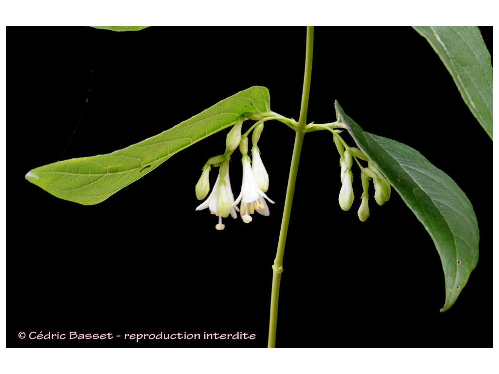 LEYCESTERIA GRACILIS