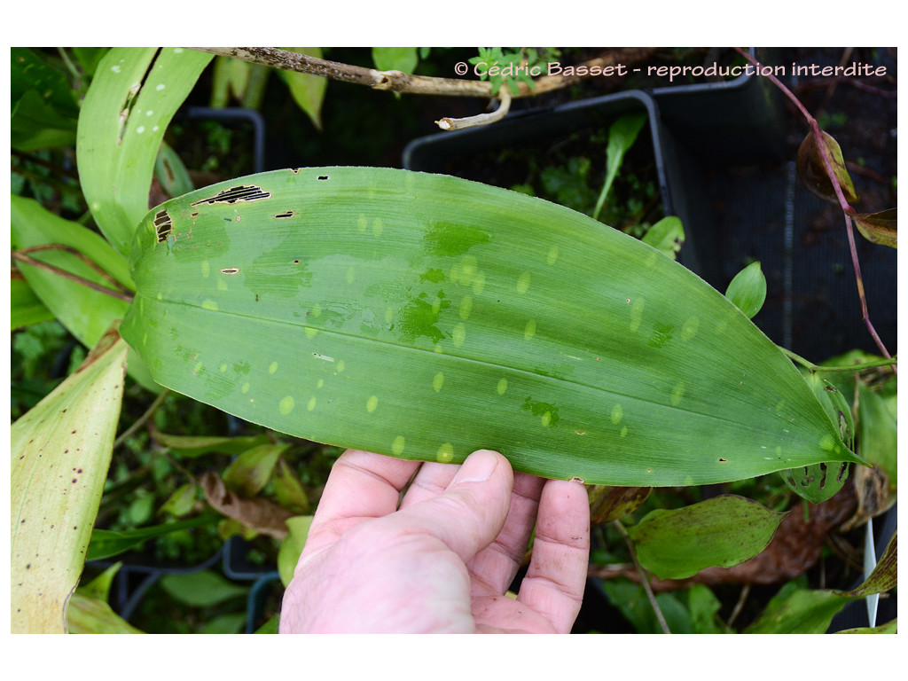 ASPIDISTRA sp.1 CY (Chine)