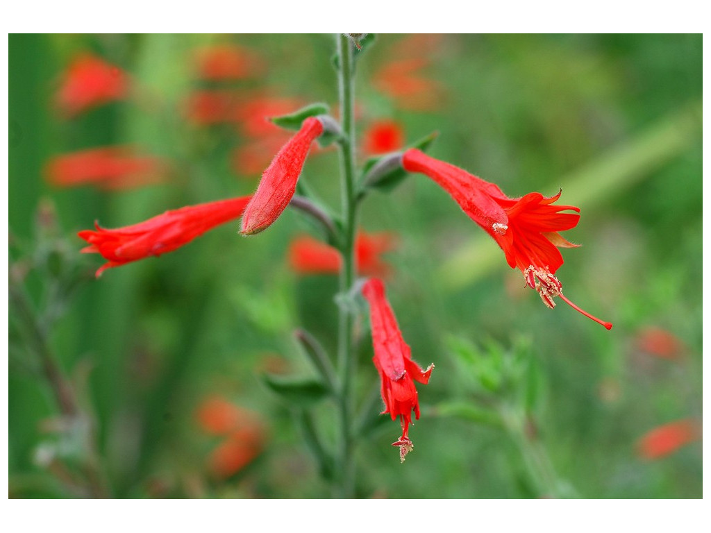 ZAUSCHNERIA CALIFORNICA