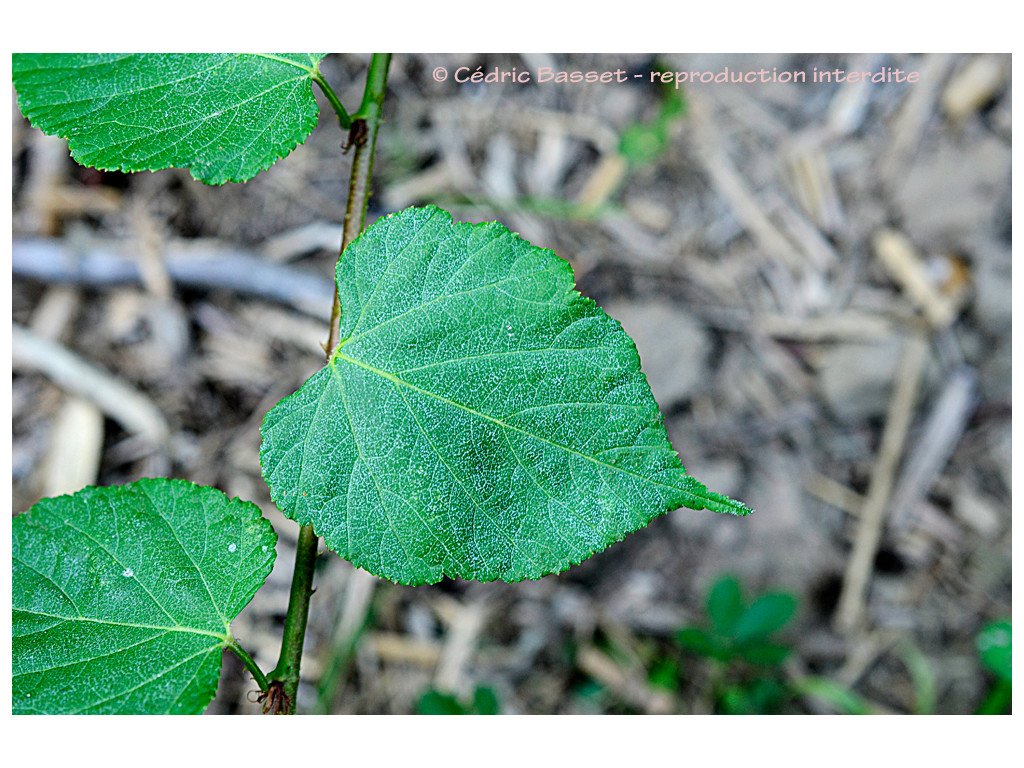 RUBUS MORII