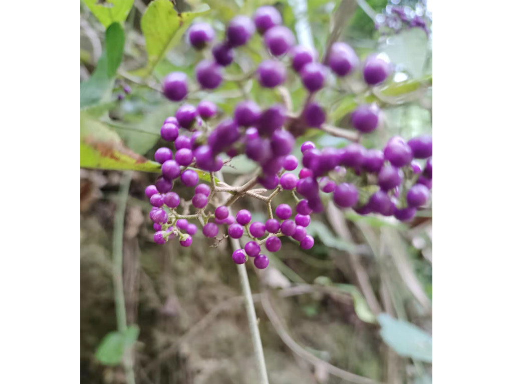 CALLICARPA sp.Chine W/O-1038