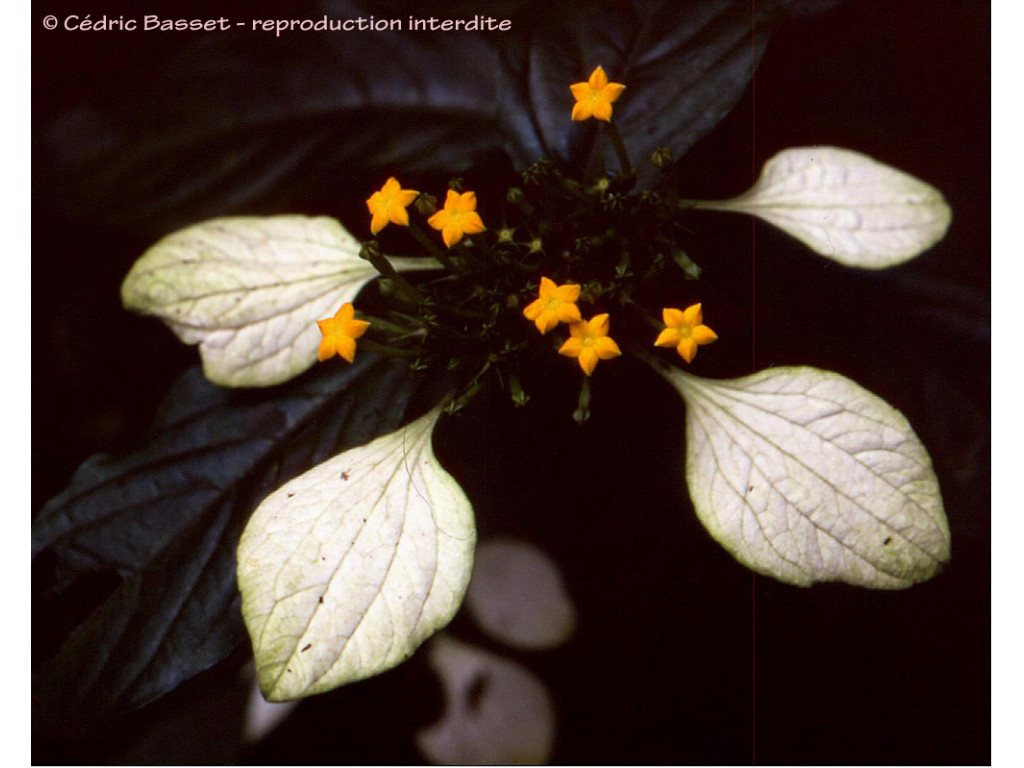 MUSSAENDA SHIKOKIANA W/O-1059 MUSSAENDA SHIKOKIANA W/O-1059