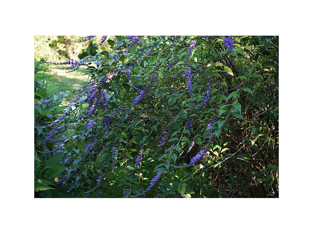 BUDDLEJA LINDLEYANA W/O-1036